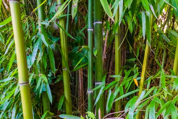 Cost of Bamboo Trimming in Ocala