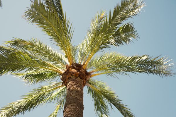Palm Tree Pruning in Ocala