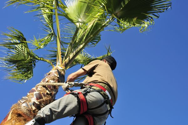 Palm Tree Trimming in Ocala