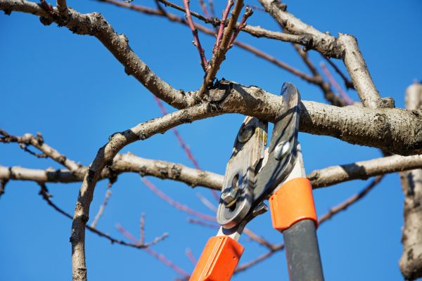 Residential Tree Service in Ocala