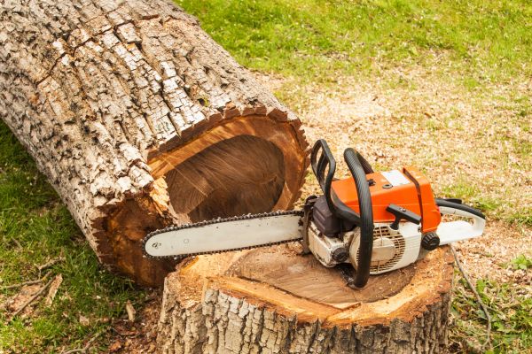 Tree Cutting Service in Ocala