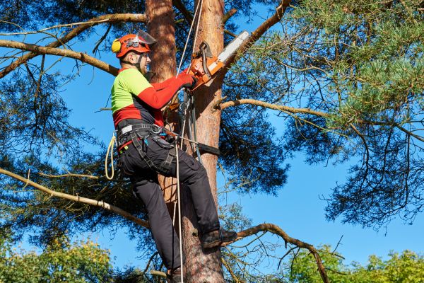 Tree Service in Ocala