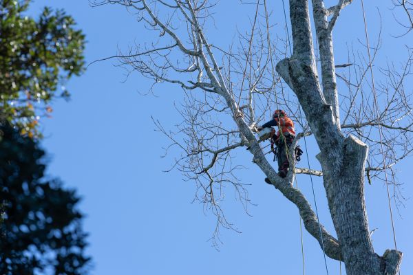 Cost of Tree Topping Service in Ocala