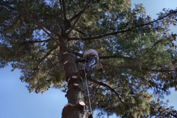 Cost of Trimming Service in Ocala