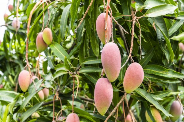 Cost of Mango Tree Trimming in Ocala