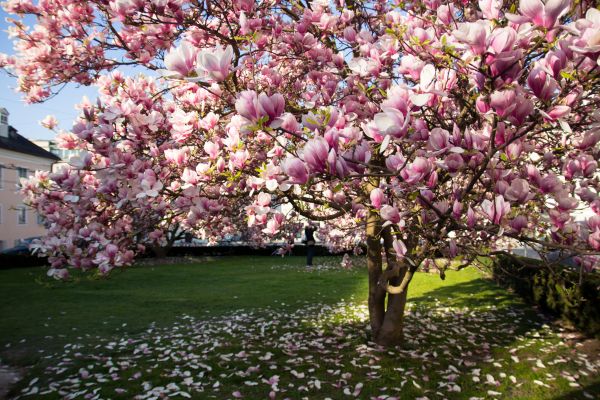 Cost of Ornamental Tree Pruning in Ocala