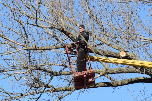 Cost of Emergency Tree Trimming in Ocala