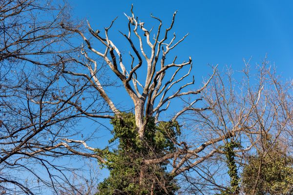 Cost of Deadwood Removal in Ocala
