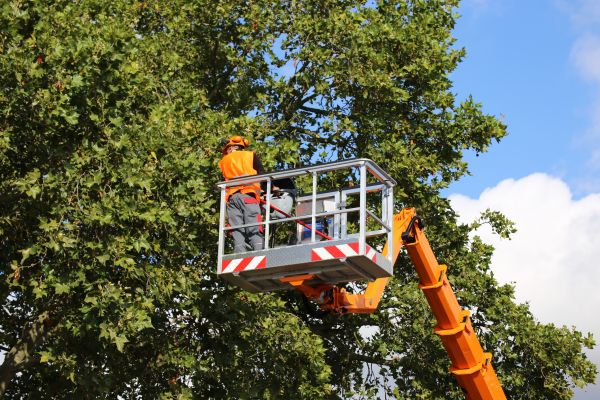 Commercial Tree Service in Ocala