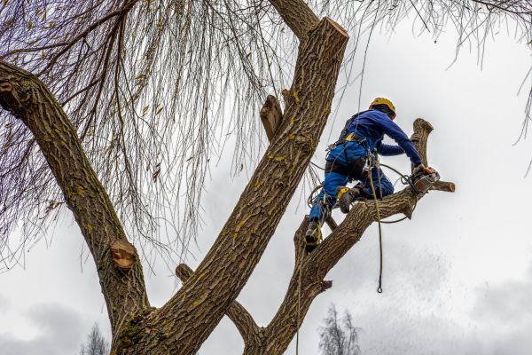 Cost of Tree Maintenance Service in Ocala