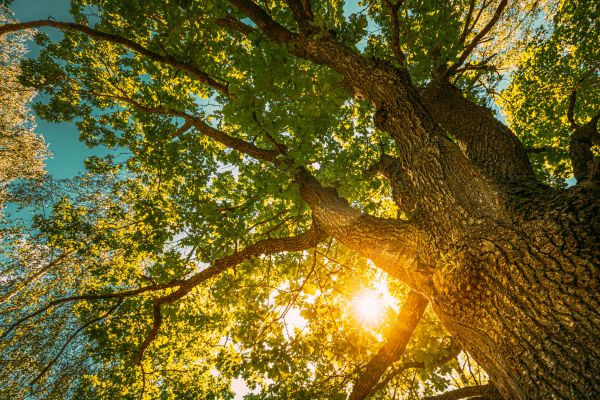Cost of Oak Tree Pruning in Ocala