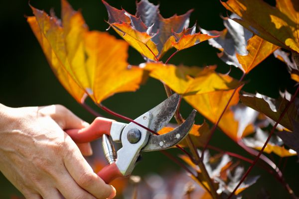 Cost of Maple Tree Pruning in Ocala