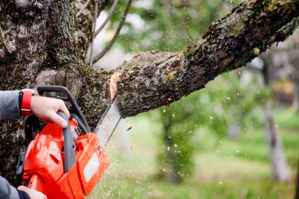 Cost of Tree Limbs Removal in Ocala