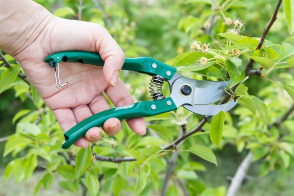 Cost of Pear Tree Pruning in Ocala