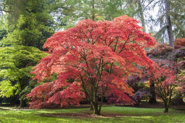Japanese Maple Pruning in Ocala