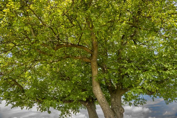 Cost of Walnut Tree Trimming in Ocala