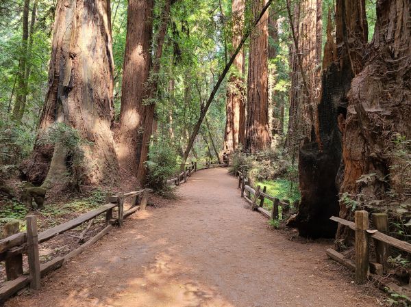 Cost of Redwood Tree Pruning in Ocala