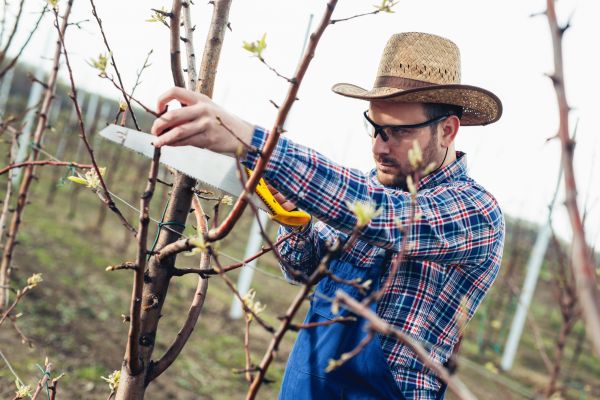 Cost of Orchard Tree Pruning in Ocala