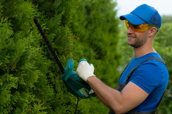 Cost of Tree Shaping Service in Ocala