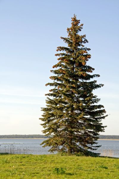 Cost of Spruce Tree Pruning in Ocala