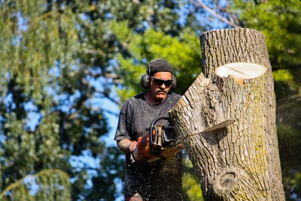 Cost of Ash Tree Pruning in Ocala