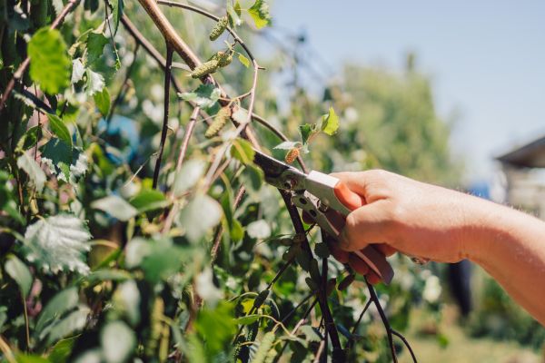 Cost of Birch Tree Pruning in Ocala