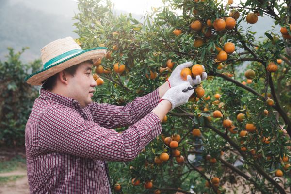 Cost of Orange Tree Pruning in Ocala
