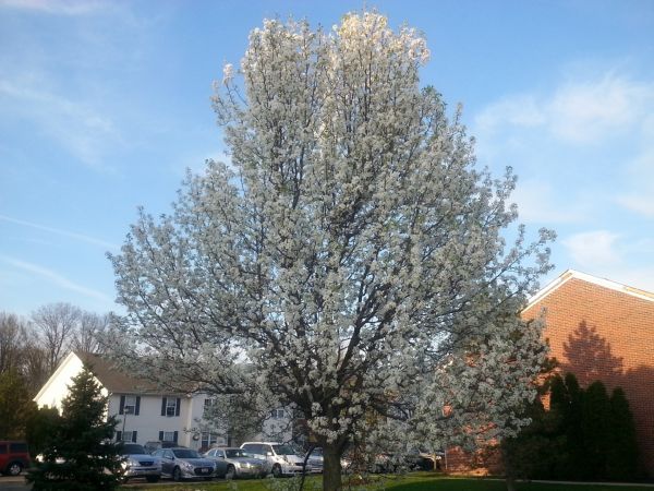Cost of Bradford Pear Tree Pruning in Ocala