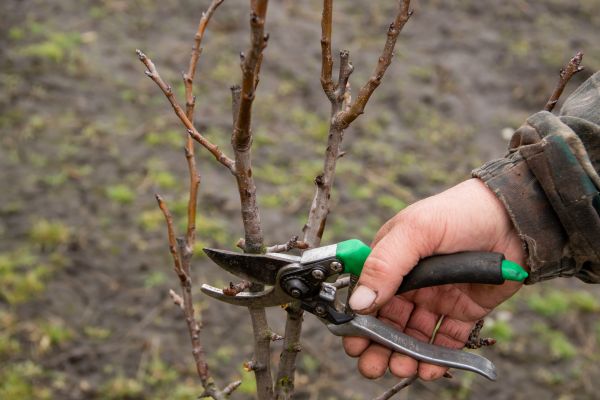 Cost of Pear Trees Pruning in Ocala
