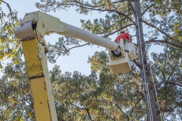 Cost of Limbs Trimming in Ocala
