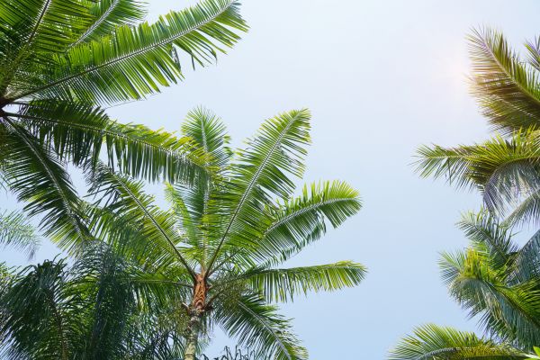 Cost of Queen Palm Tree Trimming in Ocala