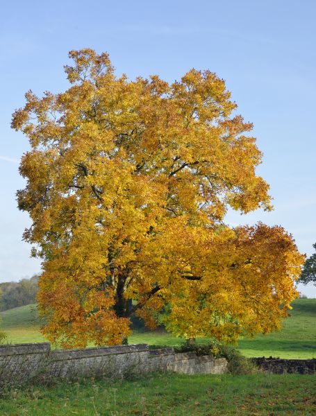 Cost of Hickory Tree Trimming in Ocala