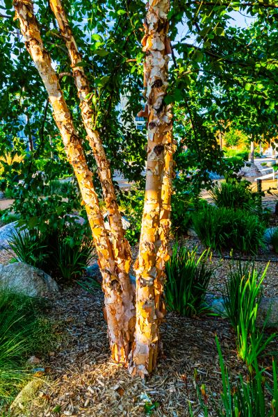 Cost of River Birch Trimming in Ocala