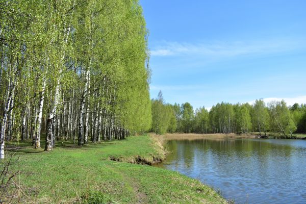 Cost of River Birch Pruning in Ocala