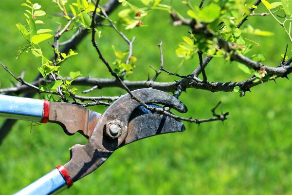 Cost of Branches Pruning in Ocala