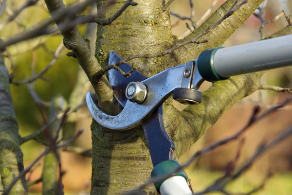 Cost of Tree Limb Trimming Service in Ocala