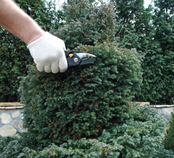 Cost of Ornamental Tree Trimming in Ocala