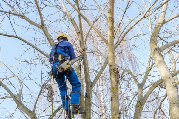 Cost of Large Tree Trimming in Ocala