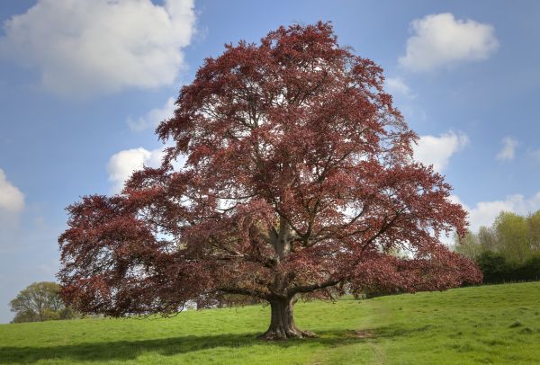 Cost of Beech Tree Pruning in Ocala