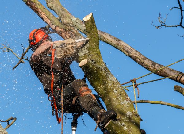 Tree Trimming Service in Ocala