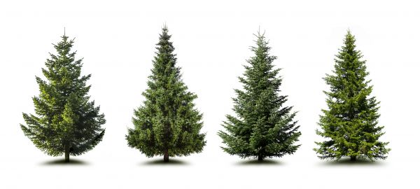 Cost of Pine Tree Trimming in Ocala