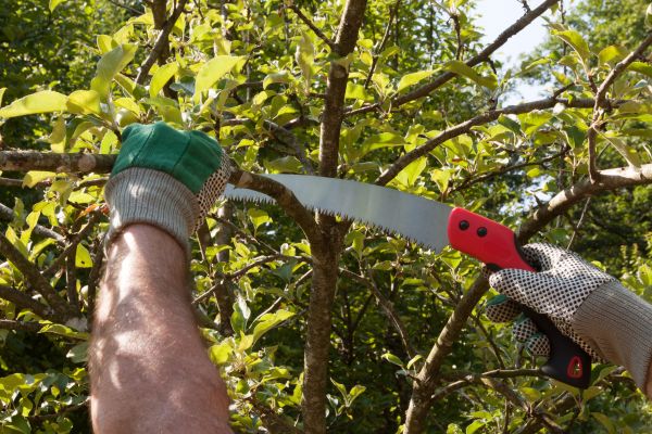 Apple Tree Trimming in Ocala